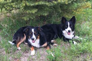 two Black, white, and brown dogs laying in the grass