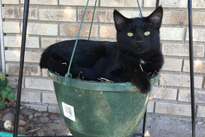 Black Cat in a flower pot