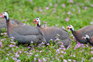 Guineafowl with flowers