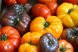 Heirloom colorful tomatoes