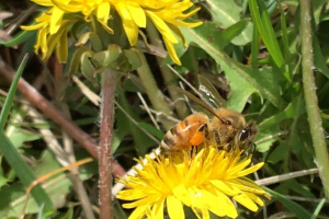 Honey bee on a dandelion with pollen on its legs