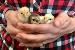 3 little chicks in a ladies hands with a plaid red shirt behind them