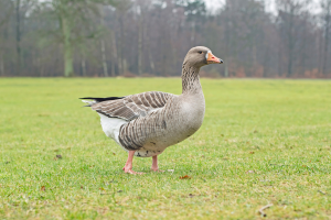 Gray toulouse goose in green grass