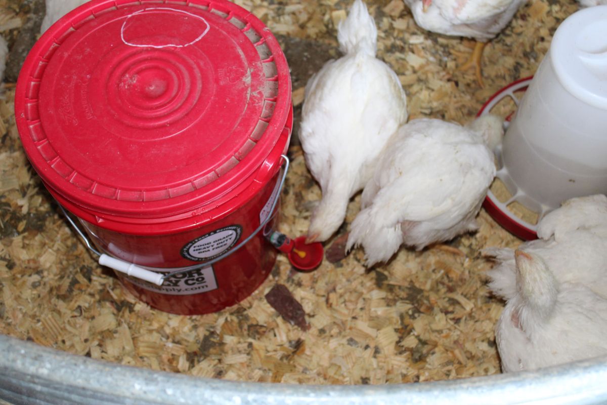 white chickens drinking out of a red bucket